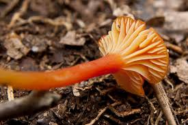 Attēlu rezultāti vaicājumam “Hygrocybe cantharellus”