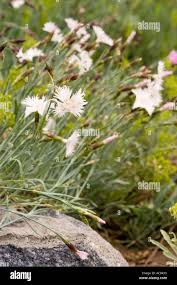 Attēlu rezultāti vaicājumam “Dianthus arenarius bud”