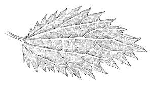 Attēlu rezultāti vaicājumam “Urtica urens leaf”