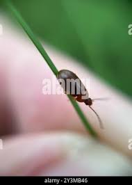 Attēlu rezultāti vaicājumam “Isomira murina”