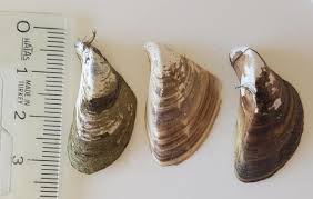 Attēlu rezultāti vaicājumam “Dreissena polymorpha”