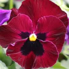 Image result for Viola wittrockiana