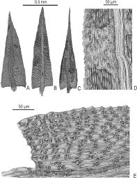 Attēlu rezultāti vaicājumam “Philonotis sporophyte”