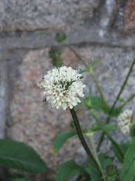 Image result for Dipsacus pilosus