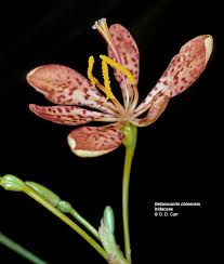 Attēlu rezultāti vaicājumam “Iridaceae”