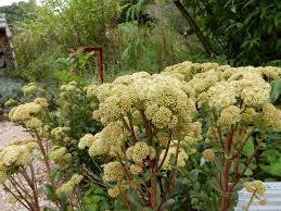 Attēlu rezultāti vaicājumam “Hylotelephium maximum”