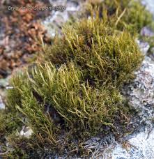 Attēlu rezultāti vaicājumam “Ditrichum flexicaule”
