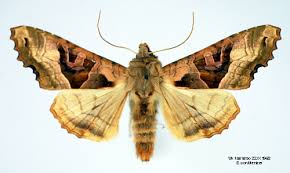 Attēlu rezultāti vaicājumam “Phlogophora meticulosa”