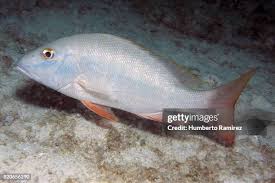 Image result for Lutjanus analis