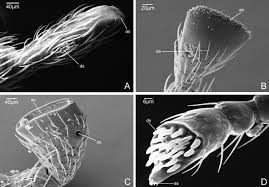 Attēlu rezultāti vaicājumam “Leiodidae larva”