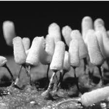 Attēlu rezultāti vaicājumam “Perichaena depressa”