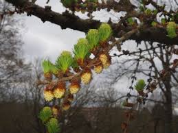 Attēlu rezultāti vaicājumam “Larix kaempferi female flower”