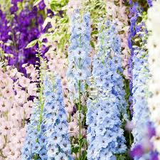 Image result for Rittersporn