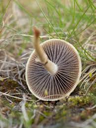 Attēlu rezultāti vaicājumam “Enteridium olivaceum macro”