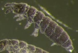 Attēlu rezultāti vaicājumam “Hypogastrura sp.”