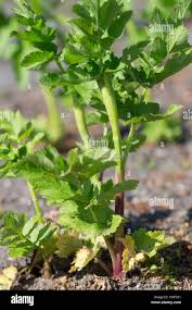 Image result for Pastinake