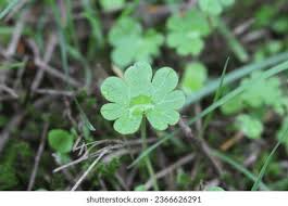 Attēlu rezultāti vaicājumam “Geranium pusillum leaf”