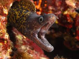 Image result for Muraena helena