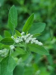 Attēlu rezultāti vaicājumam “Chenopodium acerifolium”