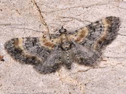 Attēlu rezultāti vaicājumam “Eupithecia linariata”