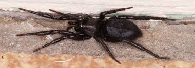 Attēlu rezultāti vaicājumam “Gnaphosidae”