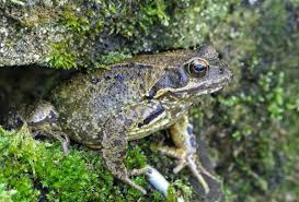 Attēlu rezultāti vaicājumam “Rana temporaria adult”