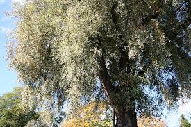 Attēlu rezultāti vaicājumam “Salix alba var. sericea”