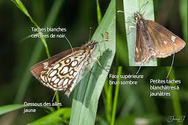 Attēlu rezultāti vaicājumam “Heteropterus morpheus”