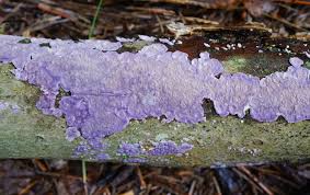 Attēlu rezultāti vaicājumam “Phlebiopsis gigantea”