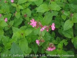 Attēlu rezultāti vaicājumam “Silene dioica leaf”