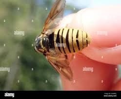 Attēlu rezultāti vaicājumam “Temnostoma vespiforme”