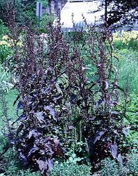 Image result for Atriplex hortensis