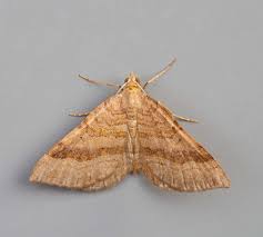 Attēlu rezultāti vaicājumam “Scotopteryx chenopodiata”