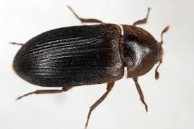 Attēlu rezultāti vaicājumam “Dermestidae”