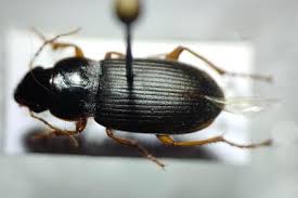 Attēlu rezultāti vaicājumam “Pseudoophonus rufipes”