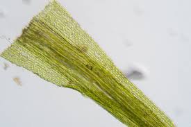 Attēlu rezultāti vaicājumam “Dicranella heteromalla”