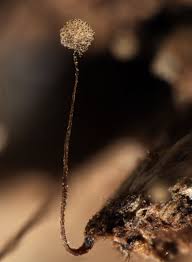 Attēlu rezultāti vaicājumam “Cribraria microcarpa”