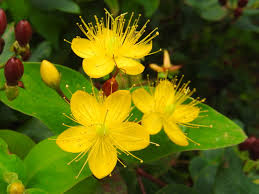 Image result for Johanniskraut