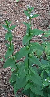 Attēlu rezultāti vaicājumam “Reticularia lobata young”
