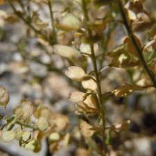 Attēlu rezultāti vaicājumam “Lepidium densiflorum bud”
