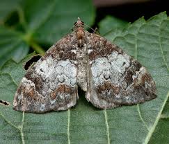 Attēlu rezultāti vaicājumam “Dysstroma truncata”