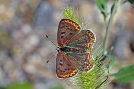 Attēlu rezultāti vaicājumam “Lycaena tityrus female”