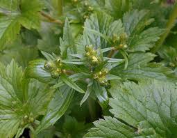 Attēlu rezultāti vaicājumam “Ranunculus lanuginosus bud”