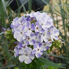 Attēlu rezultāti vaicājumam “Phlox paniculata”