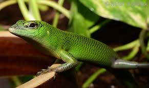 Risultati immagini per dasia smaragdina