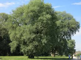 Attēlu rezultāti vaicājumam “Salix alba”