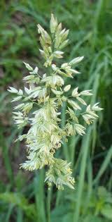 Attēlu rezultāti vaicājumam “Holcus lanatus”