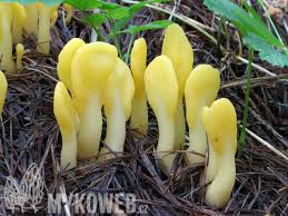 Attēlu rezultāti vaicājumam “Spathularia flavida”