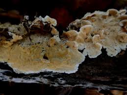 Attēlu rezultāti vaicājumam “Junghuhnia nitida”