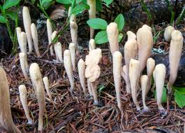 Attēlu rezultāti vaicājumam “Clavariadelphus ligula”